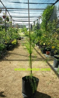 MM- Asparagus Anak Pokok Tanaman Benih Garden Seed Seeds