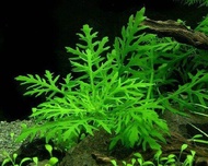 hygrophila difformis tanaman 20 btg tanaman aquascape tanaman air  tanaman hias tanaman aquarium