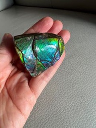 加拿大🇨🇦藍綠色斑彩石螺邊