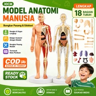 Human Body Anatomy Torso Model Doctor Toy Human Body organ Human Body Torso Medical Practice Tool / 
