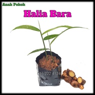 Anak Pokok Halia Bara