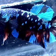 ikan cupang avatar gordon nemo