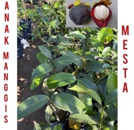 Manggis Mesta Hybrid (anak pokok)