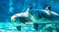 SeaWorld Orlando