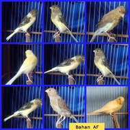 burung kenari AF bahan (f1 x af)