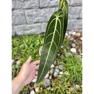 Anthurium Warocqueanum Dark Form Original from Latin America