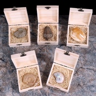 Ammonite Popular Science Gift