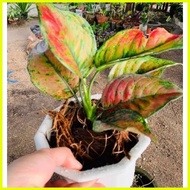 ♞,♘,♙Rare Aglaonema Red Apple Hengheng Live Plants for Limited Stocks Only