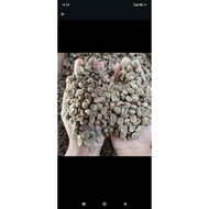 Ijen raung full wash coffee beans 500 grams