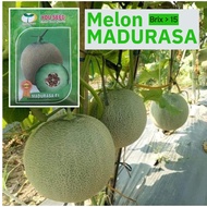 Benih Melon MADURASA F1 10 gram Tahan Virus Rasa Manis Cap You Seed