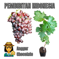 Bibit Anggur Import Chocolate || Bibit Anggur Chocolate