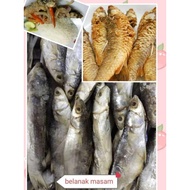 Ikan belanak masam gebu