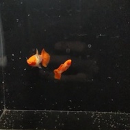 Guppy Albino Koi gen king koi red ears