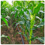 Paket 500g SUGAR RICH 592 Leckat Seeds Biji Benih Jagung Manis F1 Hybrid Sweet Corn Seeds Ready Stoc