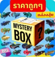 ปลากัดแฟนซี ปลาสวยงาม ลูกเพาะ สุ่ม ได้ 1 ตัว