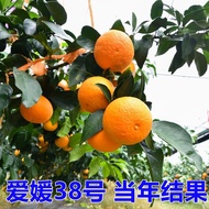 Aiyuan38No. 1 Sapling Jelly Orange Sapling Mount Elephant Red Beauty Citrus Sapling Orange Sapling S