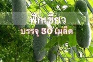 เมล็ดพันธุ์ แฟง ฟักเขียว 100 เมล็ด Fang ฟักแฟง [10 เเถม 1 คละได้]