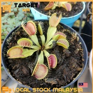Plant Venus Real Plant Flora Flytrap Dionaea Muscipula Live Carnivorous x 1Pot