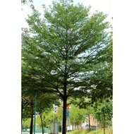 Pokok Bucida Hijau Hybrid/Green Bucida Tree