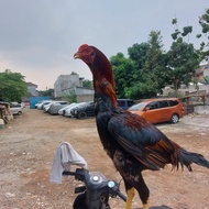 ayam shamo jepang