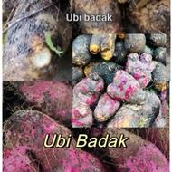 1KG UBI BADAK PURPLE & PUTIH | Ubi Badak Ungu / Rhino Yam