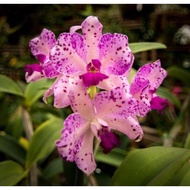 Bunga Hias Anggrek Cymbidium Orchid Putih White Tanaman Anggrek Tanah