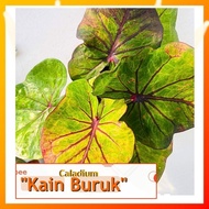 Caladium : Kain Buruk [Caladium Plants-Pokok Keladi /Indoor Plant/Real Live Plant]