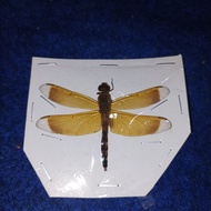 taxydermi capung kuning insectarium awetan serangga