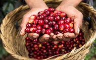 kopi segar cherry kopi arabica bandung
