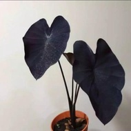 PROMO tanaman hias caladium black magic - caladium hitam cantik