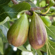 ต้นมะเดื่อฝรั่ง Figs Plant ต้นฟิกส์ สายพันธุ์ BrunSwick ต้นกล้า รากแน่นๆ พร้อมให้ผลไม่เกิน 6 เดือน ส