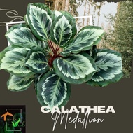 Calathea Medallion Live Plants