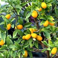 Bibit tanaman jeruk nagami okulasi