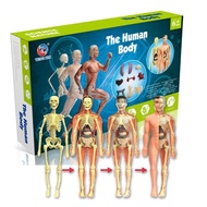 Human Body Anatomy Model