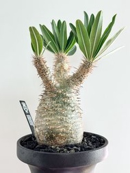 象牙宮 青皮 綠皮 塊根植物 Pachypodium rosulatum var. gracilius