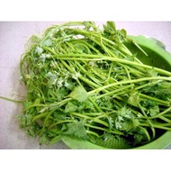 Super Budd Luffa Seeds