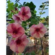 keratan batang alamanda pink
