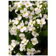 Arabis alpina Rock-Cress white flower seeds (Arabis Alpina)