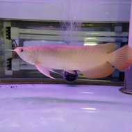ikan arwana super red 25 cm