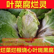 Ubat Khas Kubis Cina: Rawatan Lengkap untuk Penyakit Kubis, Reput Akar, Reput Daun Kuning, Reput Lem