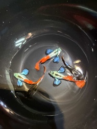 Dumbo Platinum Redtail Guppy