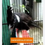 burung cililin hitam gacor rajin bunyi jozz