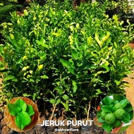 Bibit jeruk purut Tanaman jeruk purut Daun jeruk purut