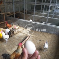 \BEST/ Telur Ayam Kampung Yudistira