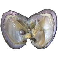 Real Live Fresh Water Oysters pearl With Edison Pearl Inside,Edison Pearl Oyster Pearls
