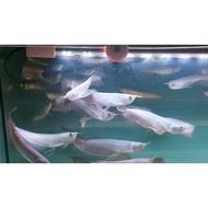 Ikan Arwana Silver Red Size 13-15Cm Arwana Albino Arwana Silver