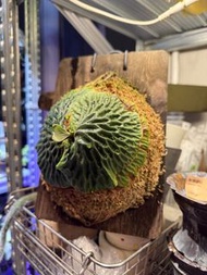 Platycerium madagascariense 非洲猴腦鹿角蕨 馬達加斯加鹿角蕨