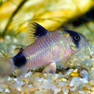 corydoras panda - hiasan aquarium aquascape