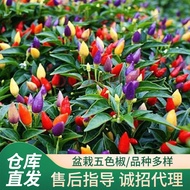 Rainbow Chili Tree Seeds (4 Pack/80-100seeds)