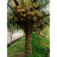 BENIH KELAPA HYBRID MATAG